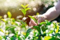 The farmer picking Green tea bud and fresh leaves with soft light Royalty Free Stock Photo