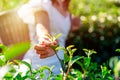 The farmer picking Green tea bud and fresh leaves with soft light Royalty Free Stock Photo