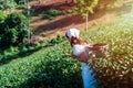 The farmer picking Green tea bud and fresh leaves with soft light Royalty Free Stock Photo