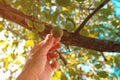 Farmer picking green walnut fruit in a husk skin from tree branch in orchard