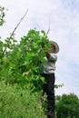 Farmer Picking Haricot Royalty Free Stock Photo