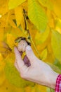 A farmer picking a nut from a tree, hand close up. Royalty Free Stock Photo