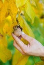 A farmer picking a nut from a tree, hand close up. Royalty Free Stock Photo