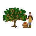 Farmer picking off apples