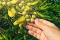 Farmer picking olive like fruit from oleaster shrub