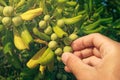 Farmer picking olive like fruit from oleaster shrub