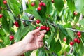 Farmer picking organic red sweet cherry Royalty Free Stock Photo