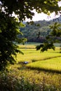 Farmer picking rice in the field in Guangxi province, China Royalty Free Stock Photo