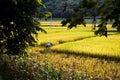 Farmer picking rice in the field in Guangxi province, China Royalty Free Stock Photo