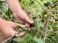 Farmer picking ripe black currant berries. Close-up view. Royalty Free Stock Photo