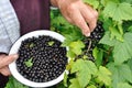 Farmer picking ripe black currant Royalty Free Stock Photo