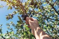 Farmer picking ripe plum fruit tree from the branch in orchard Royalty Free Stock Photo