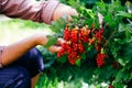 Farmer picking ripe red currant berries. Close-up view Royalty Free Stock Photo