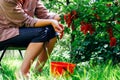 Farmer picking ripe red currant berries in own garden Royalty Free Stock Photo