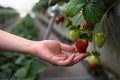 A farmer picking ripe strawberries from a strawberry farm. Organic farming. A gardener watering her plants Royalty Free Stock Photo