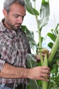 Farmer picking sweetcorn Royalty Free Stock Photo