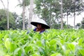 The farmer picking tea