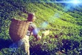 Farmer Picking Tea leaf Indigenous Culture Concept Royalty Free Stock Photo