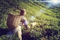 Farmer Picking Tea leaf Indigenous Culture Concept