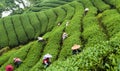 Farmer picking tea leaves in a tea plantation of Taiwan. Royalty Free Stock Photo