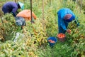 Farmer picking tomatoes in farm