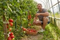 Farmer picking tomatoes