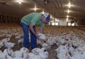 A farmer picking up a chicken Royalty Free Stock Photo