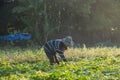 Farmer picking vegetable in the morning