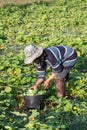 Farmer picking vegetable in the morning