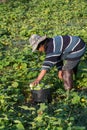 Farmer picking vegetable in the morning