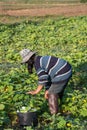 Farmer picking vegetable in the morning