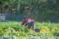 Farmer picking vegetable in the morning,