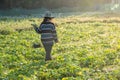 Farmer picking vegetable in the morning, green vegetable garden