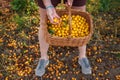 Farmer picking yellow mirabelle plum fruits into wicker basket Royalty Free Stock Photo