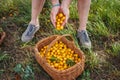 Farmer picking yellow mirabelle plum fruits into wicker basket Royalty Free Stock Photo