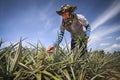 Farmer in pineapple farm