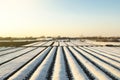 Farmer plantation fields covered with spunbond agrofibre. Agricultural technology. Protection of crops from sudden temperature