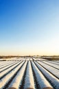 Farmer plantation fields covered with spunbond agrofibre. for an earlier and higher harvest, soften mitigating effects of unstable Royalty Free Stock Photo