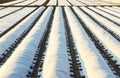 Farmer plantation fields covered with spunbond agrofibre. greenhouse effect. The use of technology in agriculture for an earlier Royalty Free Stock Photo