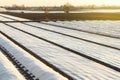 Farmer plantation fields covered with spunbond agrofibre. Protection crops from sudden temperature changes atmospheric effects.