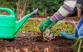 Farmer planted green shoots