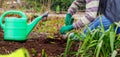 Farmer planted green shoots