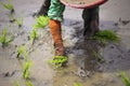 Farmer planted rice seedlings in the farm