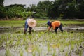 Farmer planted rice seedlings in the farm