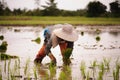 Farmer planted rice seedlings in the farm