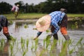 Farmer planted rice seedlings in the farm