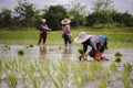 Farmer planted rice seedlings in the farm