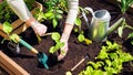 A farmer planting eggplant seedlings in black soil in raised beds. The process of planting plants in the beds. The gardener`s Royalty Free Stock Photo