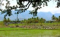 Farmer planting in the fields Royalty Free Stock Photo