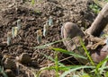 Farmer planting money. Royalty Free Stock Photo